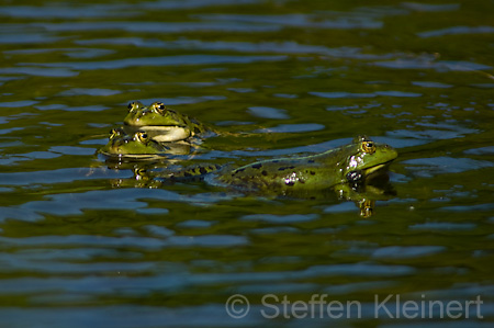 Teichfrosch (Rana kl. esculenta)  - 02